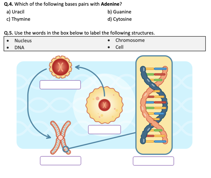 Colorful DNA Basics worksheet featuring Steve the scientist explaining genetics concepts