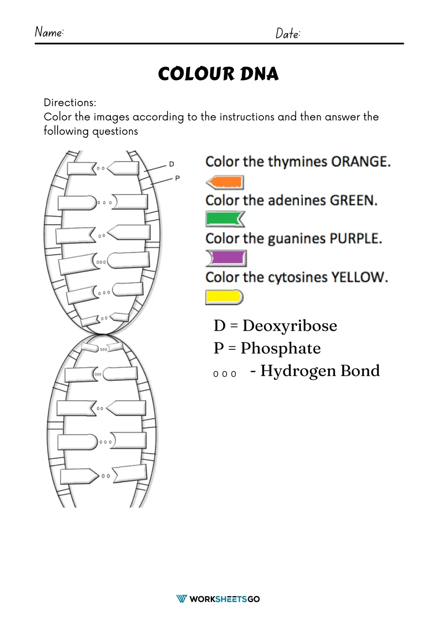 Colorful illustration of Steve the scientist explaining DNA basics to fifth graders
