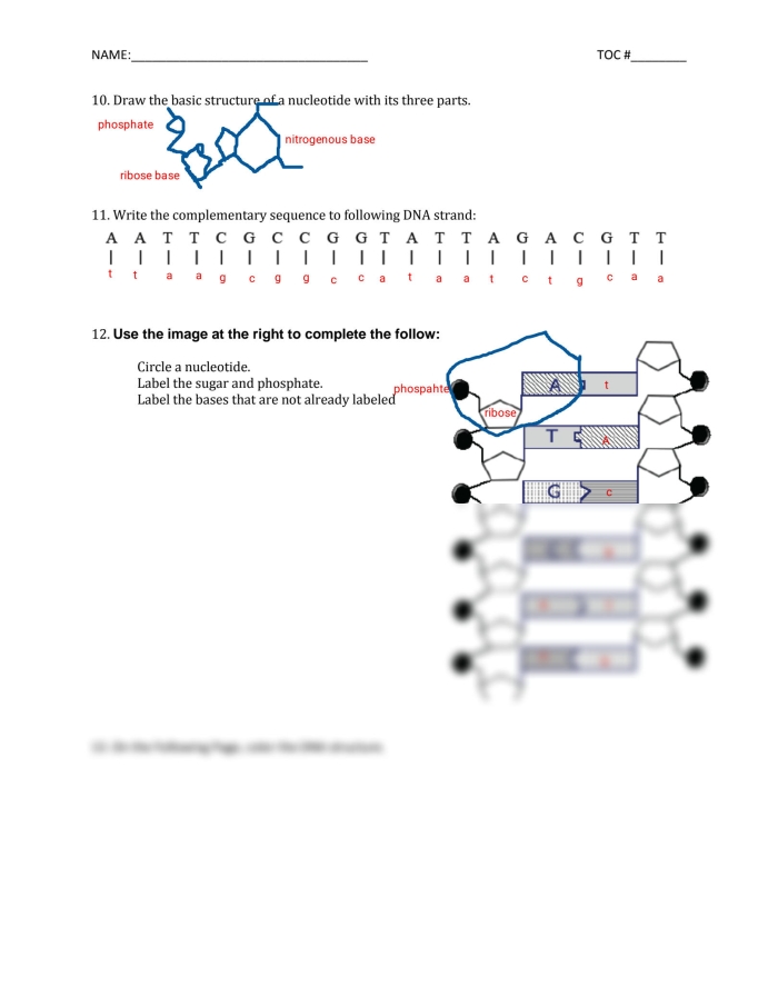 DNA Basics worksheet featuring Steve the scientist explaining genetics concepts