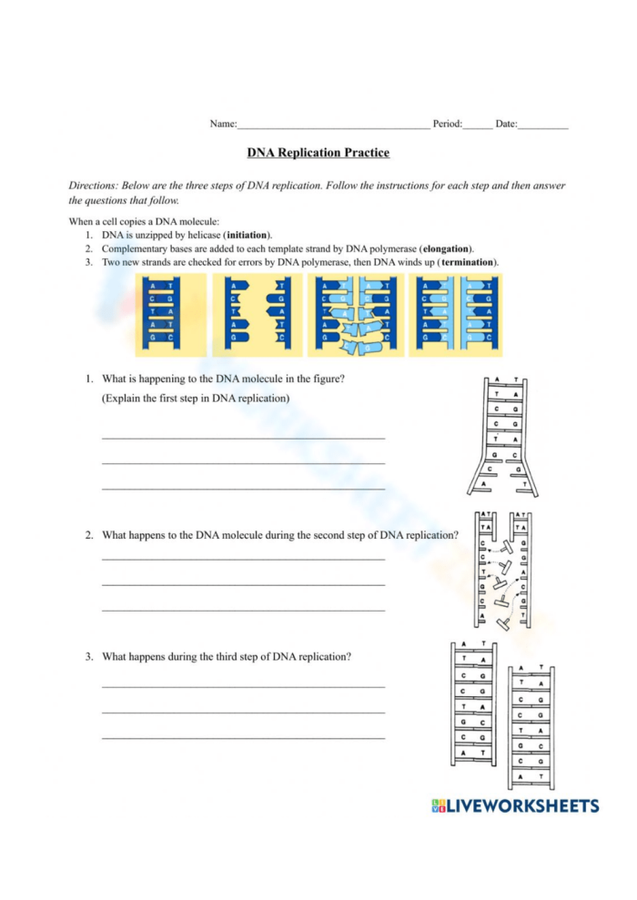 Educational worksheet about DNA basics featuring Steve the scientist