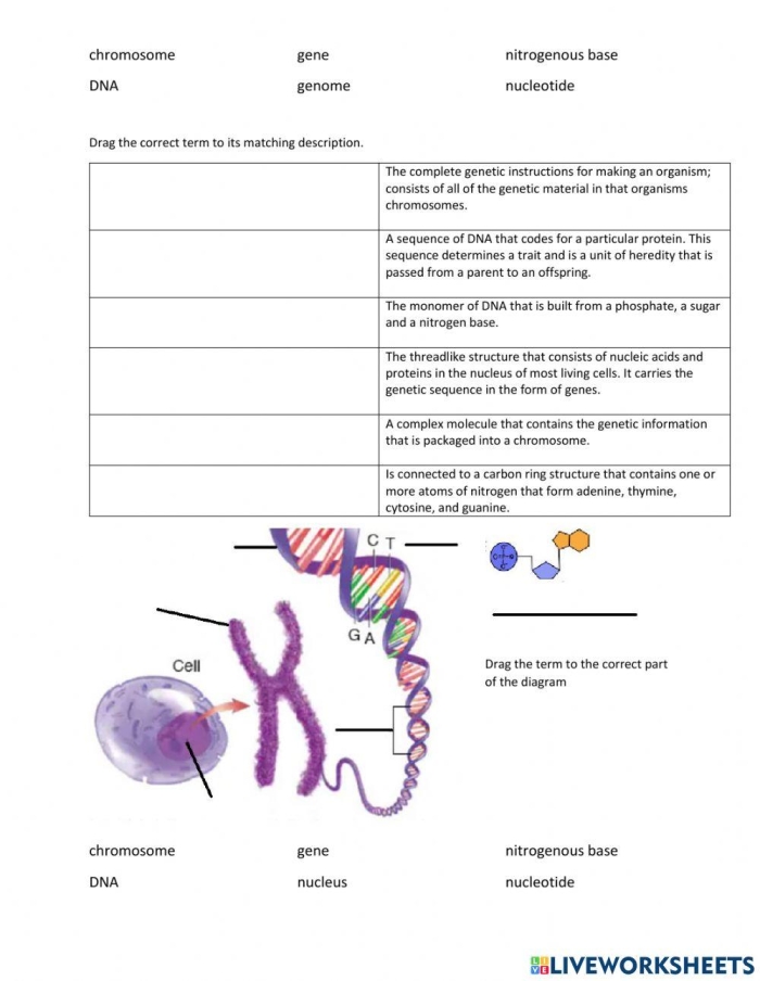 Illustration of Steve the scientist explaining DNA concepts to fifth graders