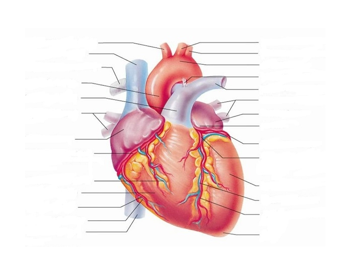 Detailed illustration of the heart's anatomy and its blood circulation function for fifth graders