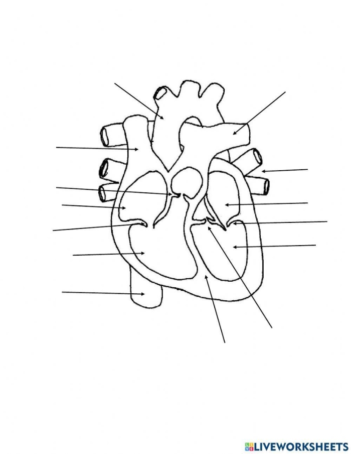 Heart Anatomy Worksheet Image 4 Showing Internal Heart Structure for Elementary Students Fifth grade students learning heart anatomy and fractions with labeled diagram of human heart chambers and valves