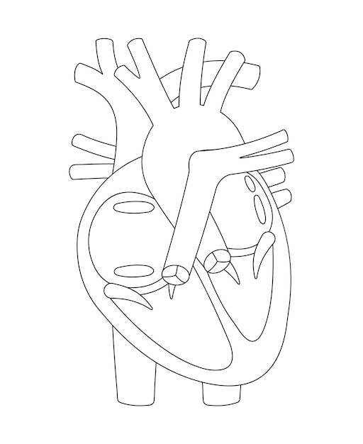 Detailed illustration of the heart showing its role in pumping blood throughout the body