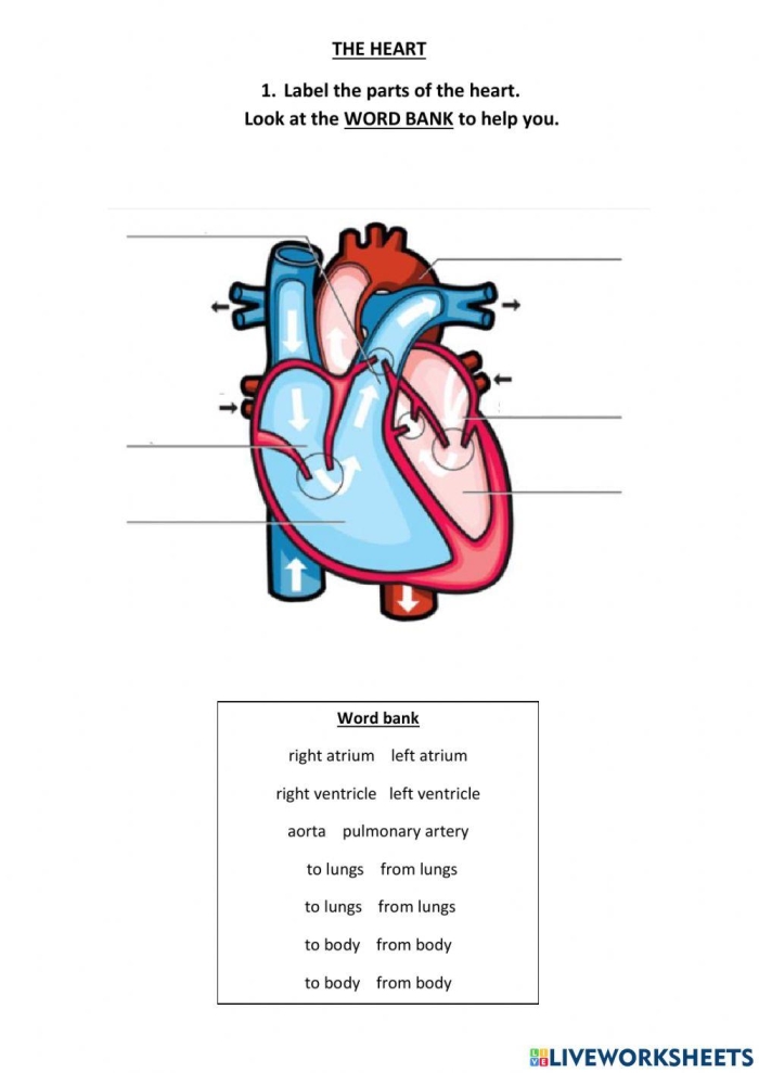 Detailed illustration of the heart's anatomy and its blood-pumping function for a fifth-grade worksheet