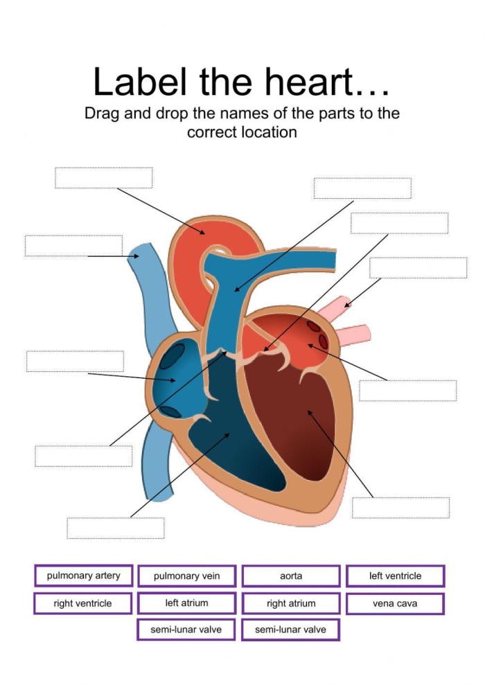 Fifth grade anatomy worksheet showing a diagram of the human heart for heart health lesson 25