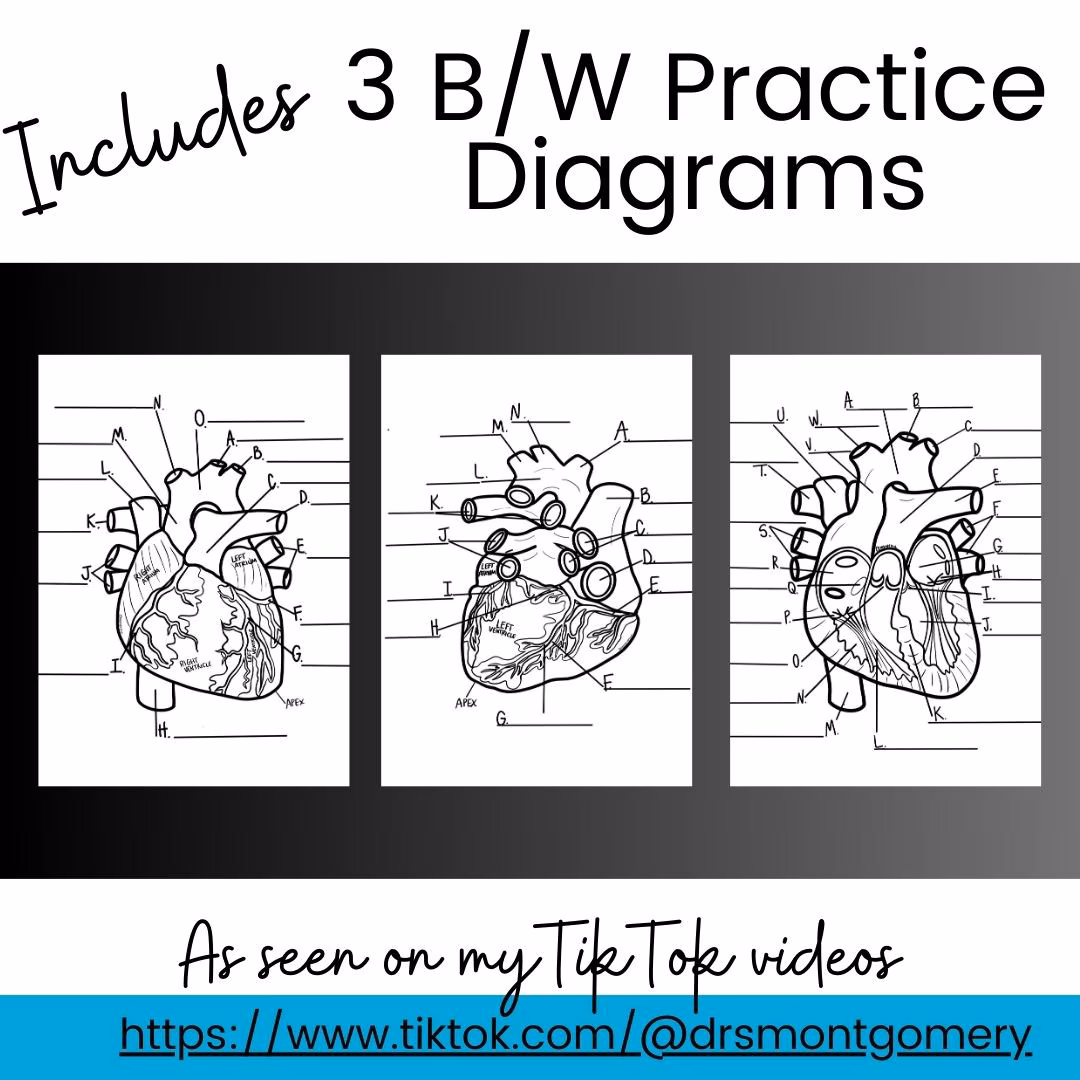 Educational heart anatomy worksheet for fifth grade science and math practice Fifth grade heart anatomy worksheet showing parts of the human heart for fraction lessons