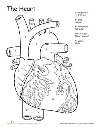 Fifth grade science worksheet titled Awesome Anatomy featuring a diagram of the heart and its circulatory path
