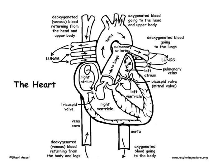 Diagram illustrating blood flow through the heart for a fifth-grade worksheet