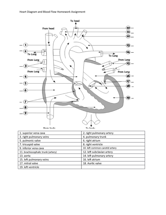 Worksheet illustrating the pathway of blood flow through the heart for fifth graders