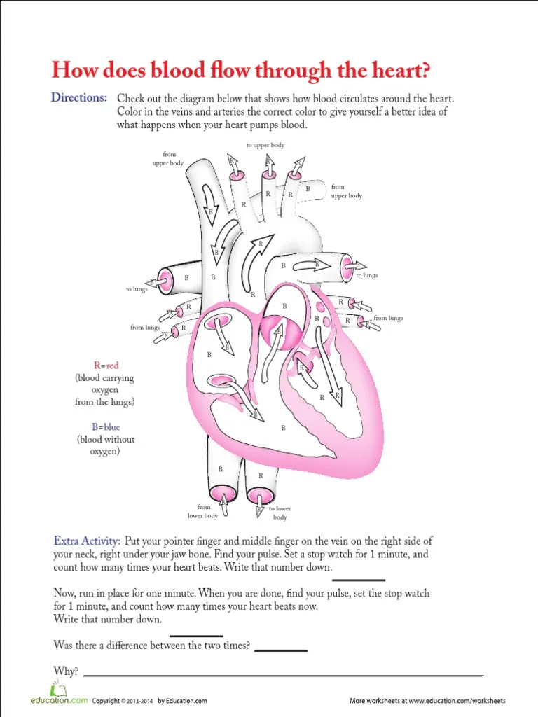 Illustration of a worksheet showing blood flow through the heart for fifth graders