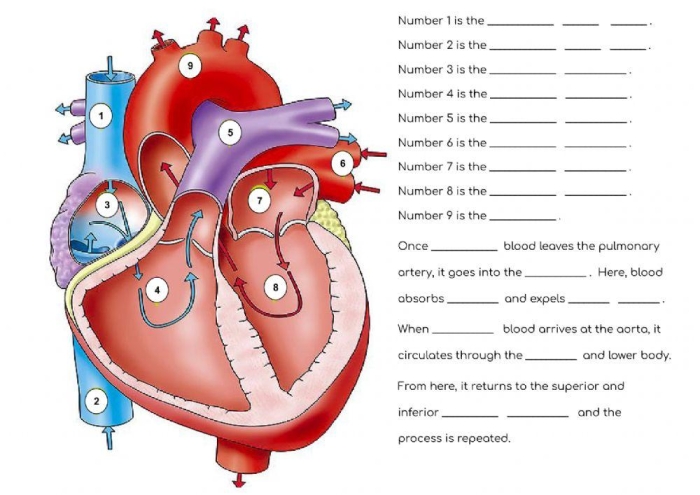 Diagram illustrating blood circulation within the heart for educational purposes