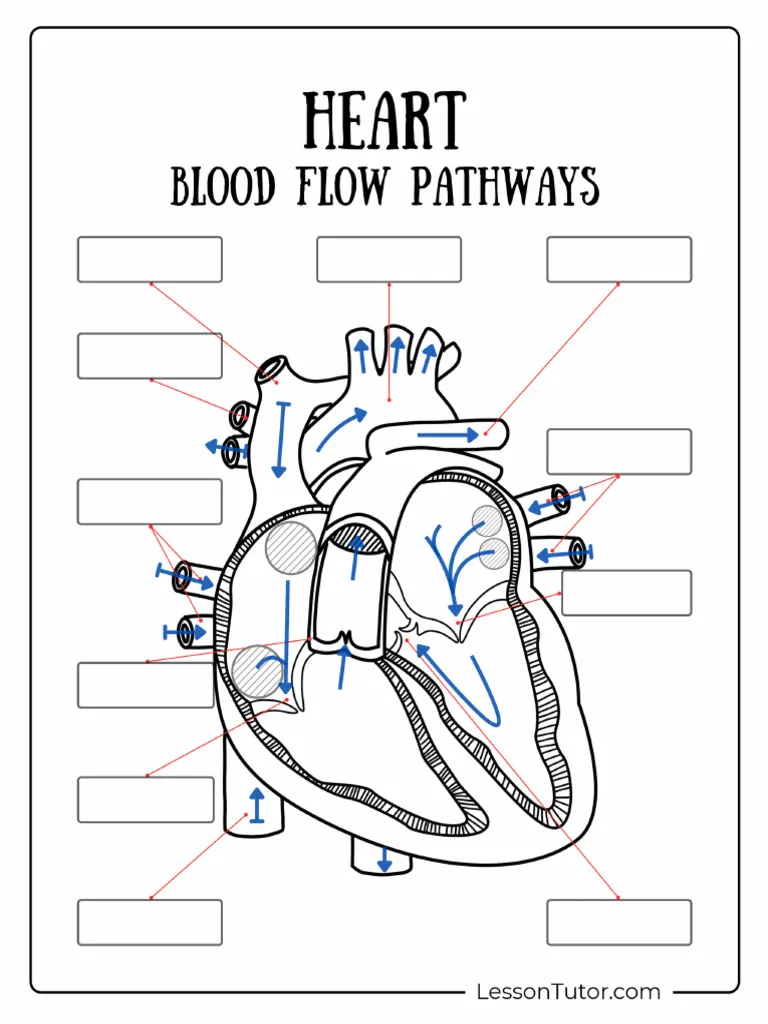Diagram illustrating the blood flow process through the heart for educational purposes