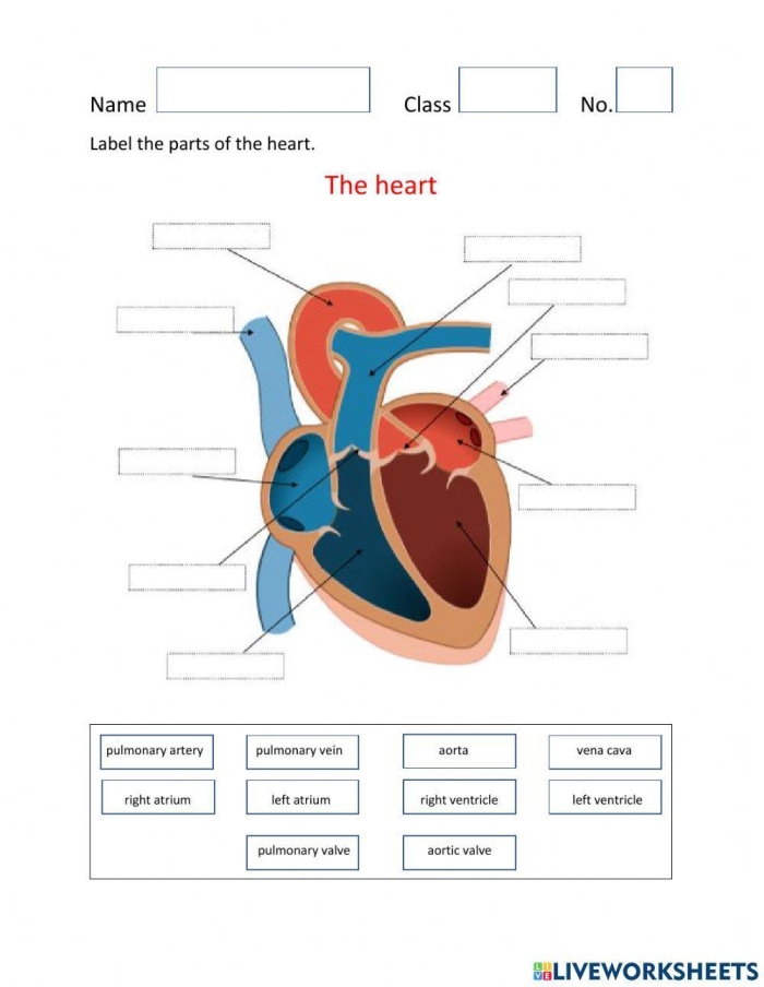 Diagram illustrating blood flow through the heart for a fifth-grade worksheet