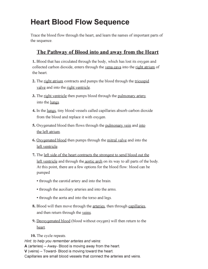 Diagram illustrating blood flow through the heart for a fifth-grade worksheet
