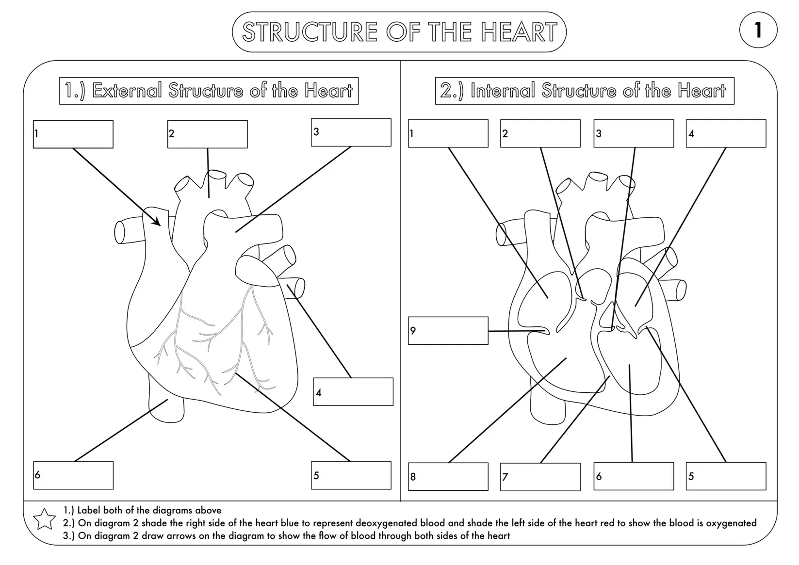 Diagram illustrating the pathway of blood flow through the heart for educational purposes