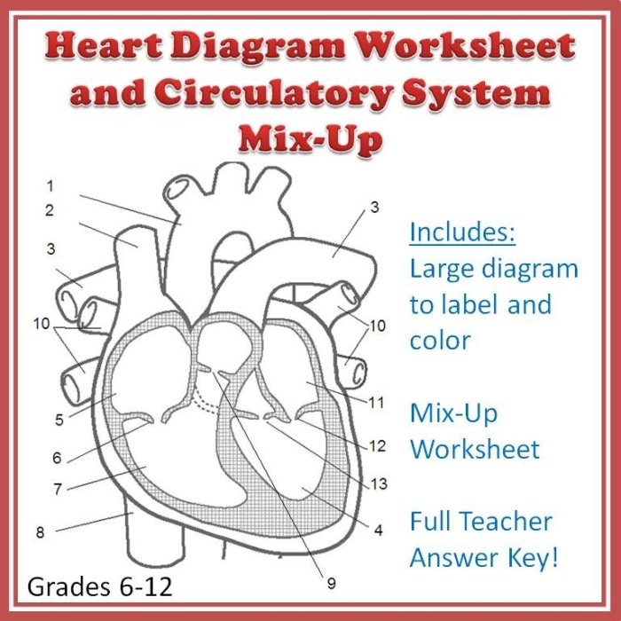 Diagram illustrating blood flow through the heart for fifth-grade students