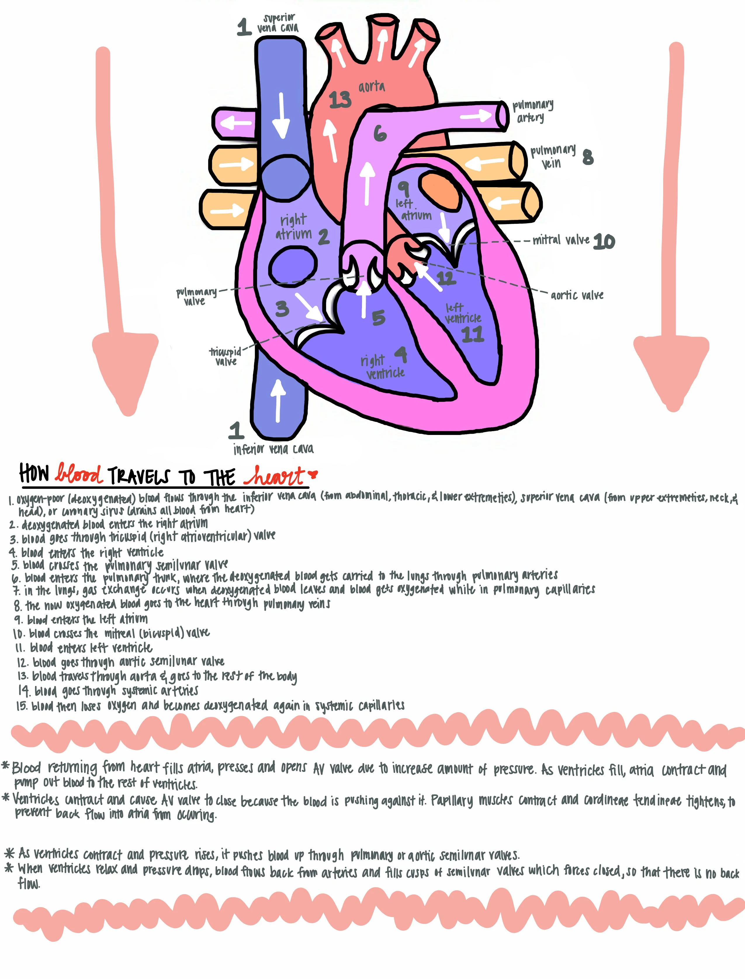 Diagram illustrating blood flow through the heart for a fifth-grade worksheet