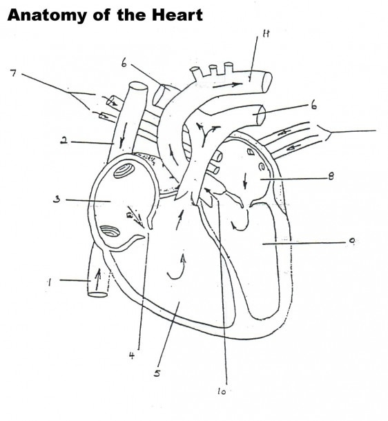 Diagram of blood flow through the heart for fifth-grade students