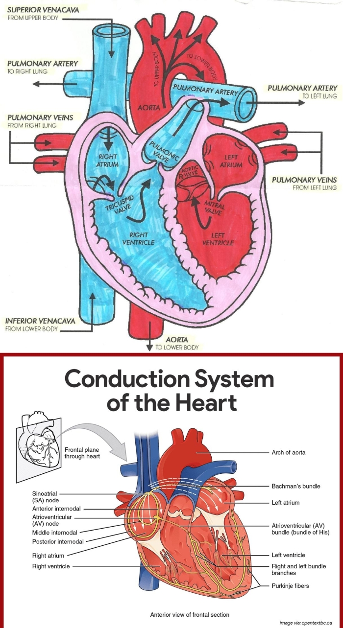 Diagram illustrating blood flow through the heart for a fifth-grade worksheet