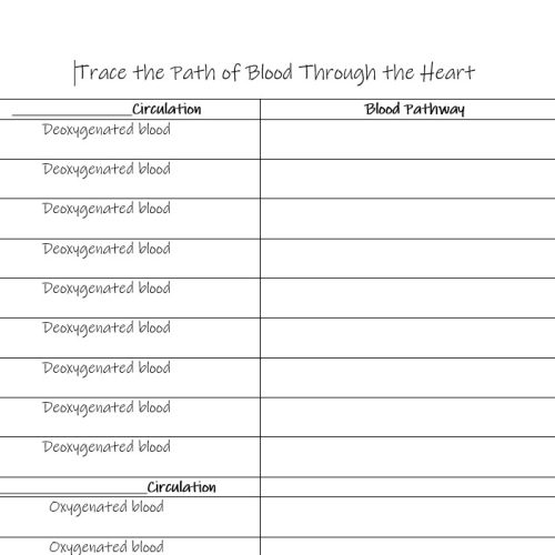 Diagram illustrating blood flow through the heart for a fifth-grade worksheet