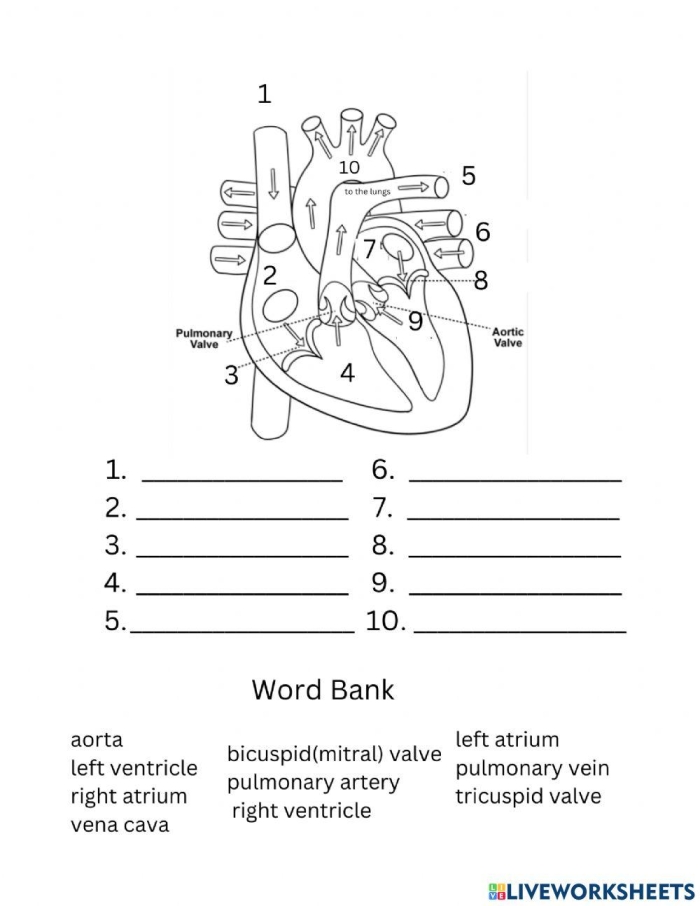 Illustration of a heart diagram showing blood flow pathways for a fifth-grade worksheet