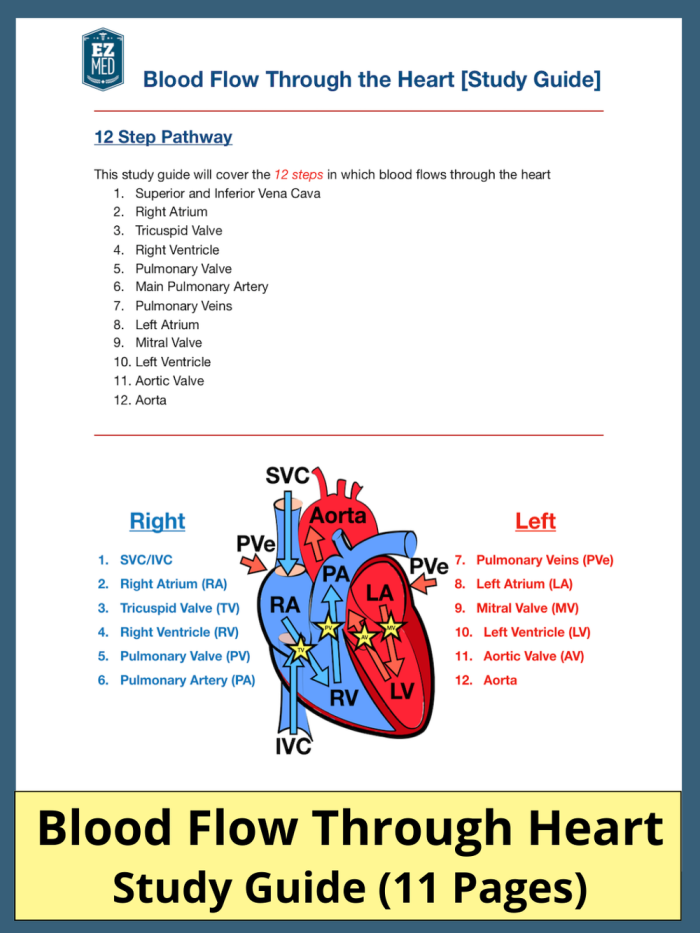 Illustration of a worksheet showing blood flow through the heart for fifth graders