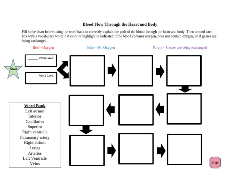 Illustration of a worksheet detailing the flow of blood through the heart for fifth graders
