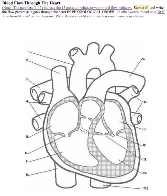 Worksheet illustrating the pathway of blood flow through the heart for fifth graders