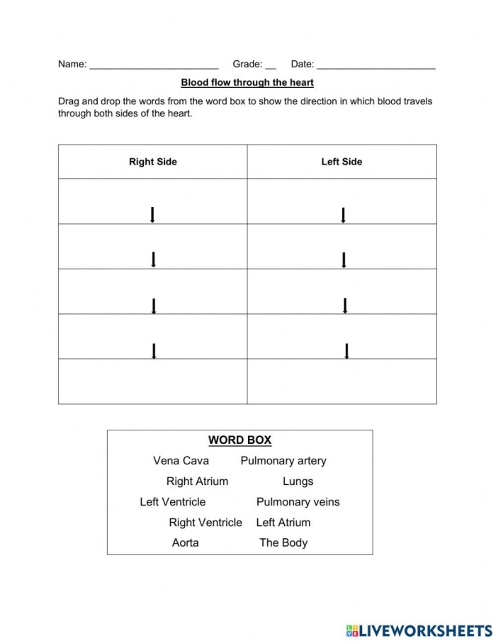 Illustration of a worksheet for fifth graders on blood flow through the heart