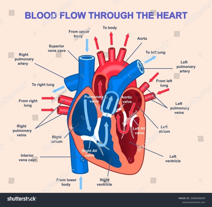 Fifth-grade worksheet illustrating blood flow through the heart for educational purposes