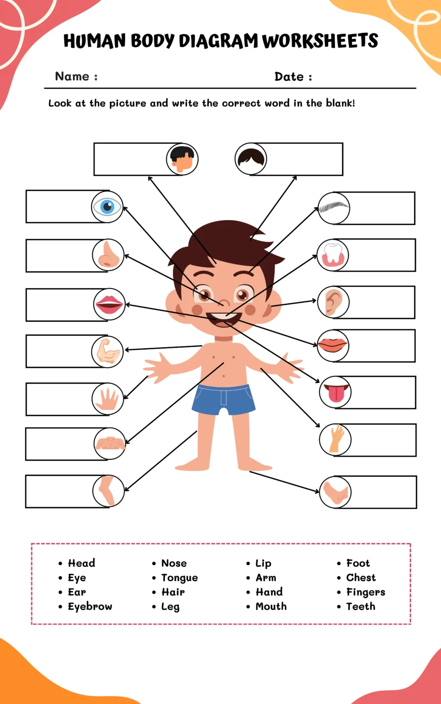 Educational Anatomy Worksheet 13 Major Organ Diagram for Fifth Grade Addition Fifth grade human body diagram worksheet featuring major organs for addition practice
