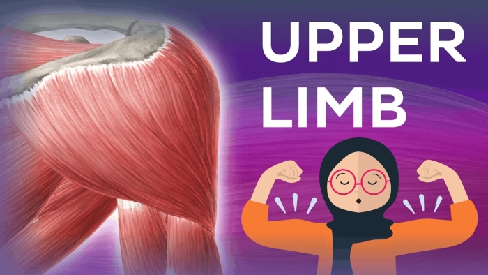 Diagram of the human muscle system for educational purposes