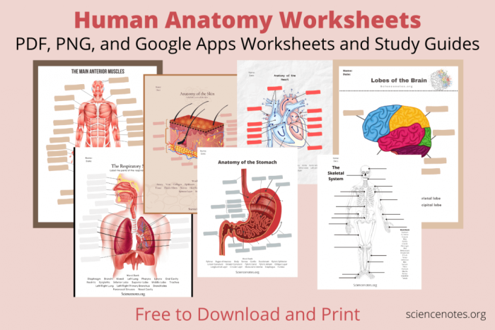 Educational addition worksheet featuring a diagram of the human body labeled with organs for grade 5 students 22 Fifth grade human body diagram worksheet for addition practice featuring major organs