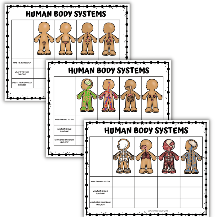Educational anatomy worksheet with organ diagram and addition exercises number 17 Fifth grade human body diagram worksheet with addition math problems labeled 17