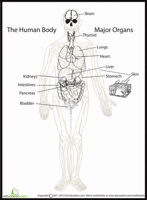 Human Body Diagram Worksheet for Fifth Grade Addition Practice 6 Fifth grade addition worksheet featuring a labeled diagram of major human body organs