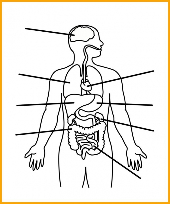 Human anatomy organ diagram worksheet for fifth grade math practice image 10 Fifth grade addition worksheet featuring an educational human body diagram with major organs