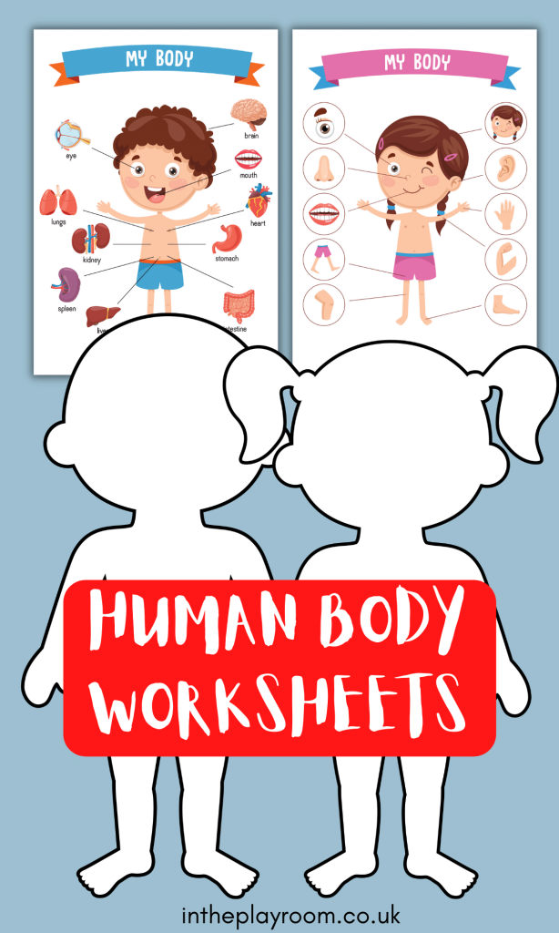 Human Body Anatomy Chart with Labeled Internal Organs for Students Fifth grade human body diagram showing major organs and anatomical structures for educational study