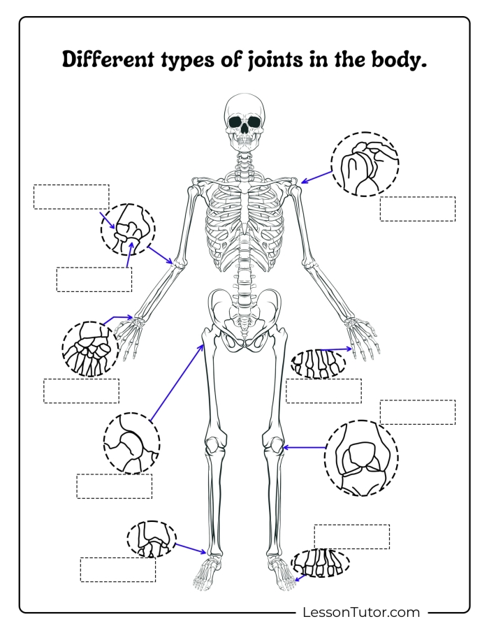 Fifth grade human skeletal system anatomy diagram worksheet