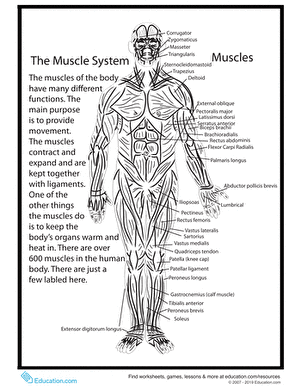 Detailed diagram of the human skeletal system for educational purposes