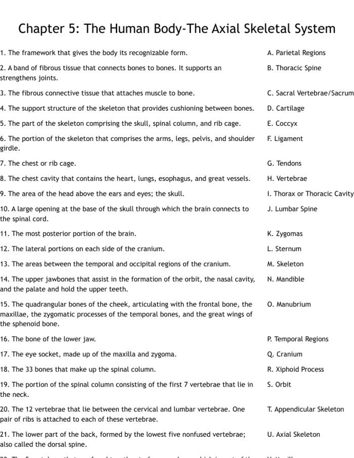 Diagram of the human skeletal system highlighting its parts and functions for educational purposes
