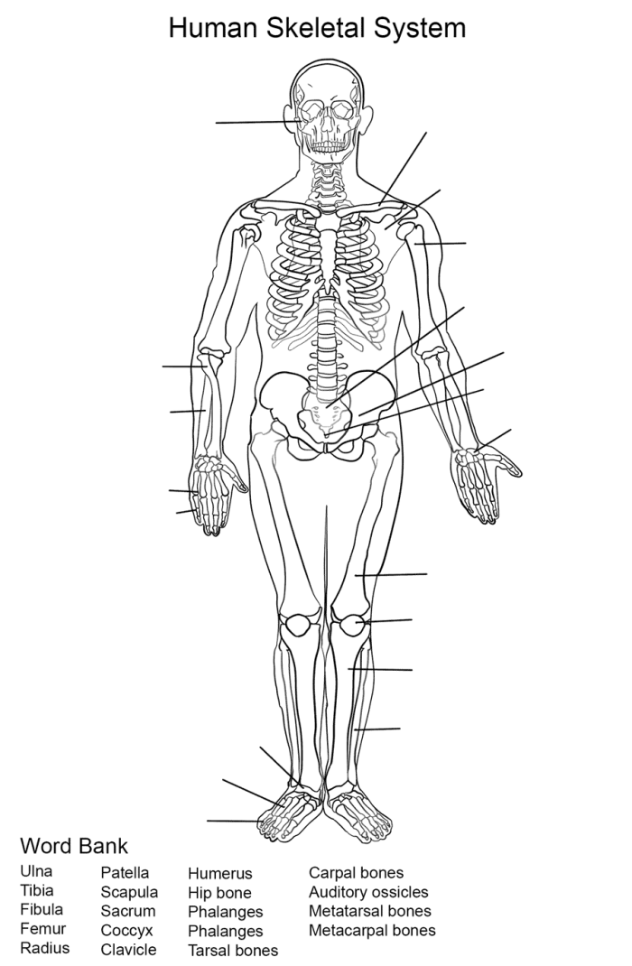 Diagram illustrating the human skeletal system and its components for educational purposes