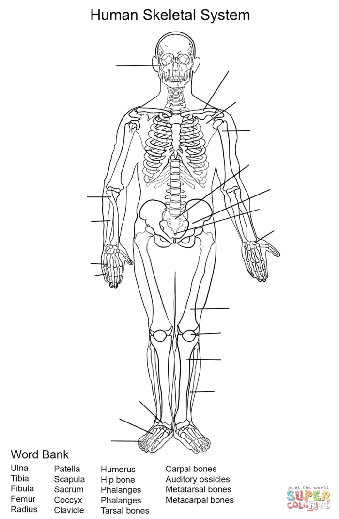 Illustration of the human skeletal system highlighting its components and functions