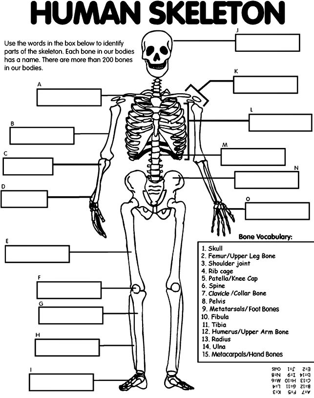 Fifth grade human skeletal system worksheet featuring a labeled diagram of the human body