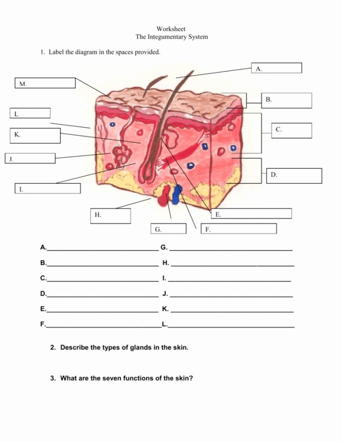 Worksheet on Inside-Out Anatomy: The Integumentary System for fifth graders Illustration of the integumentary system highlighting skin layers for a fifth-grade worksheet