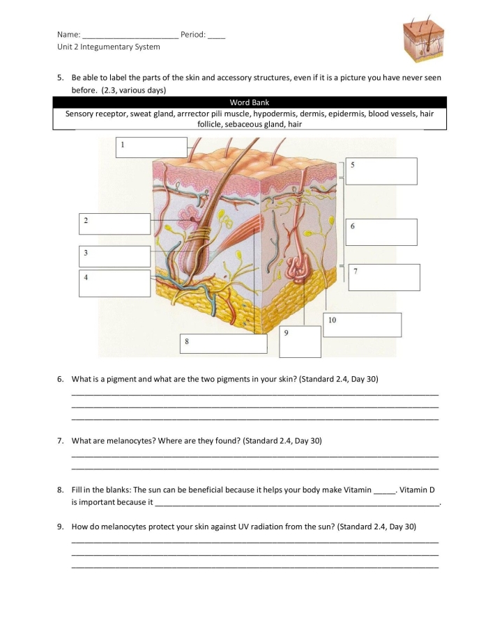 Inside-Out Anatomy: The Integumentary System worksheet illustration Diagram of the integumentary system highlighting skin layers and functions for fifth graders