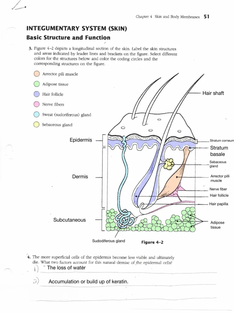 Educational worksheet on the integumentary system for fifth grade reading activities Diagram illustrating the integumentary system and its components for fifth graders