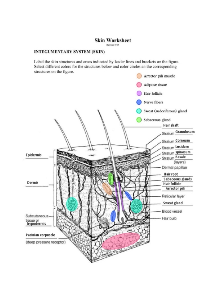 Inside-Out Anatomy: The Integumentary System worksheet for fifth graders Illustration of the integumentary system highlighting skin layers for a fifth-grade worksheet