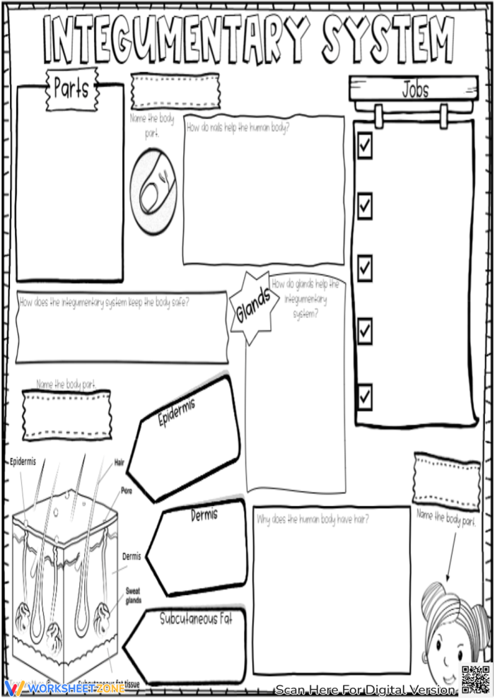 Inside-Out Anatomy: The Integumentary System worksheet for grade 5 students Illustration of the integumentary system, highlighting components of human skin for fifth graders