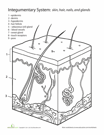 Worksheet on the integumentary system: Understanding skin and its functions Illustration of the integumentary system highlighting skin layers for fifth graders